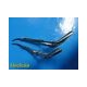 Lot of 2 Haslam Sklar Goodell Uterine Dilator W/ Locking Spindle 13/11" ~ 24402